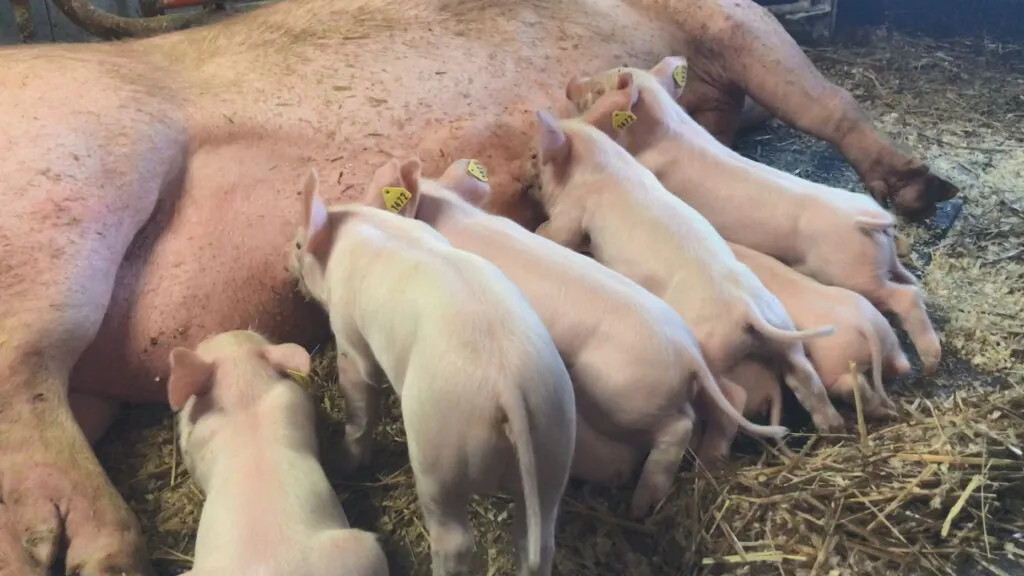 En fjärdel av Snellmans suggårdar har övergått till fri grisning: ”En av huvudpunkterna i vår femåriga strategi”
