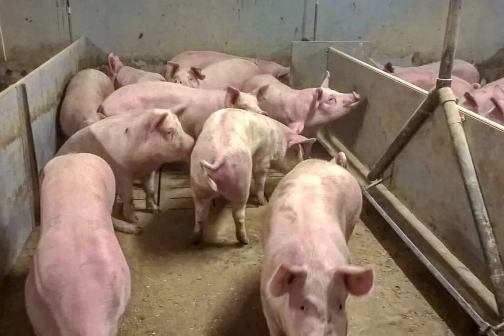 Snellmans samarbete med svinproducenterna belönades