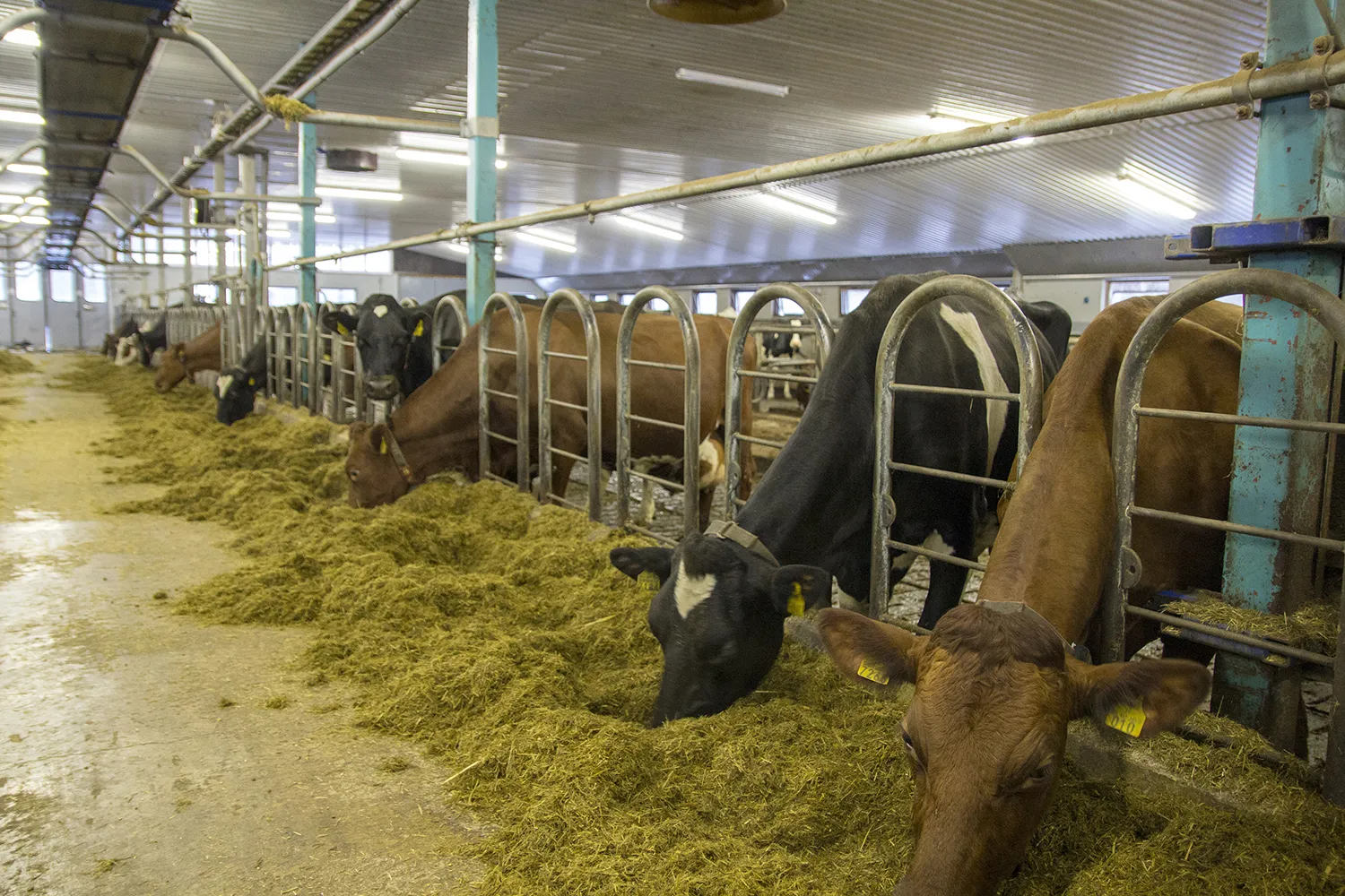 Palkittu maitotila Kalajoella 1