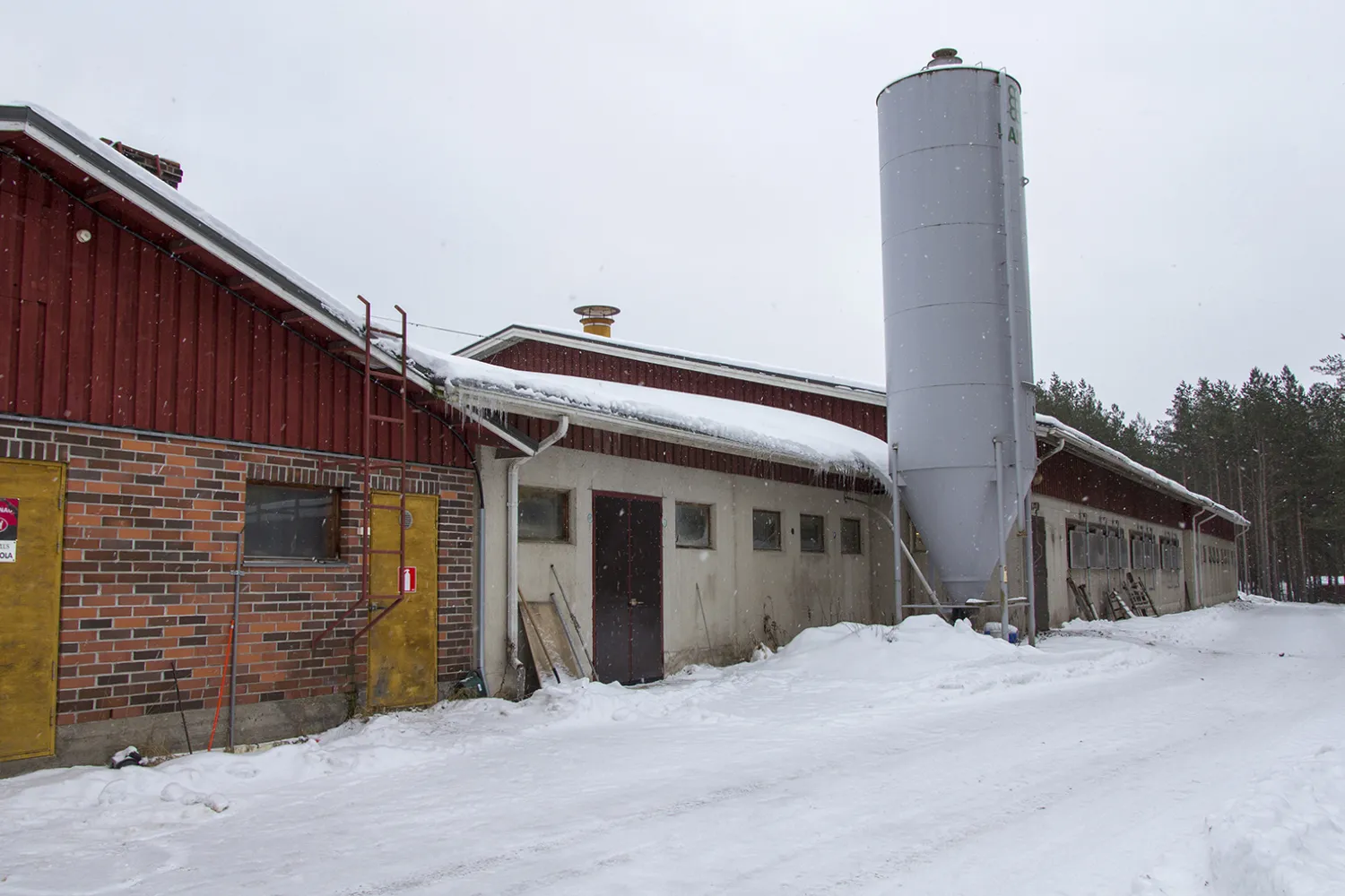 Palkittu maitotila Kalajoella 4