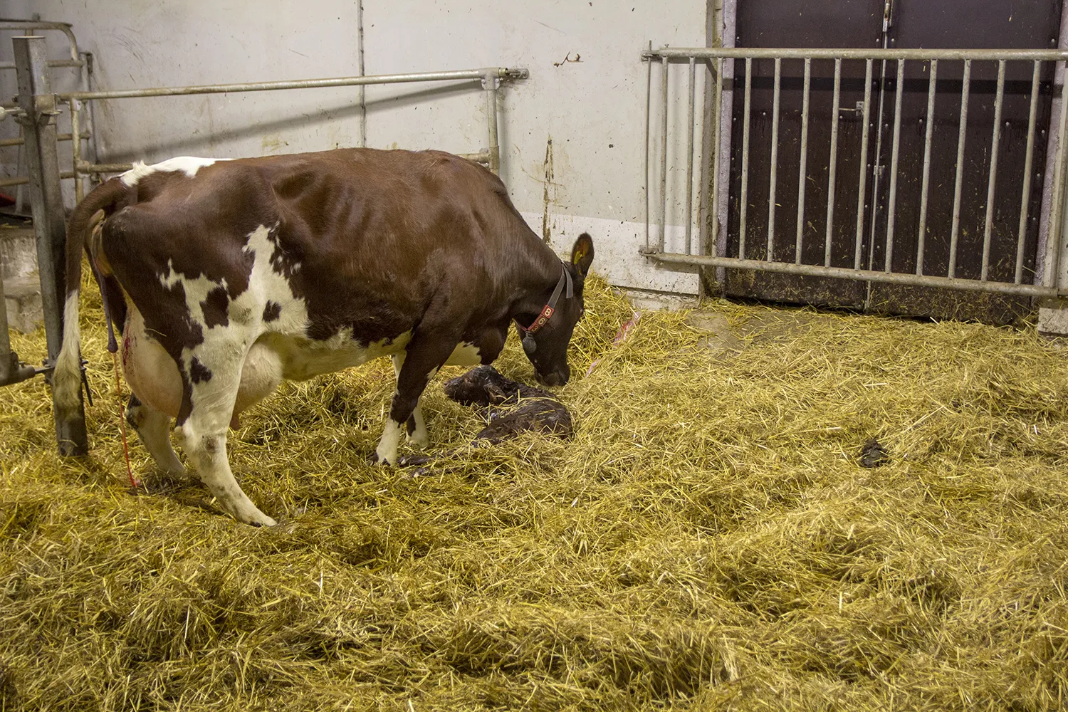 Palkittu maitotila Kalajoella 5