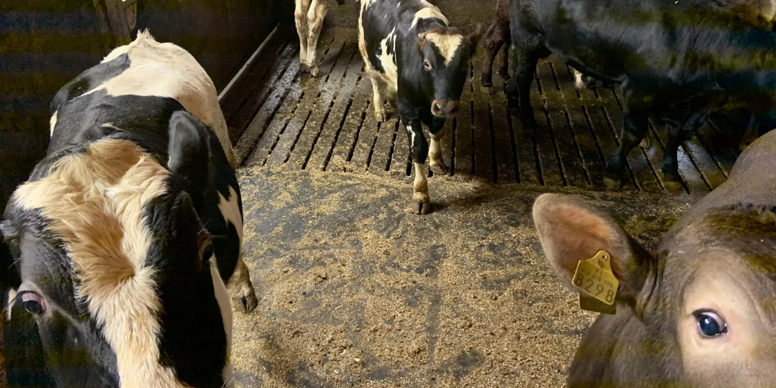Snellman tar ett aktivt grepp i kampen mot spridningen av djursjukdomar – ekonomiskt stöd för producenternas hållbara lösningar