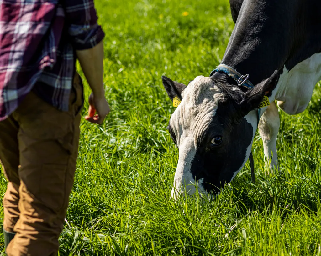 Eevas penna: Lyckligtvis mumsar nötboskapen ännu i sig finskt gräs