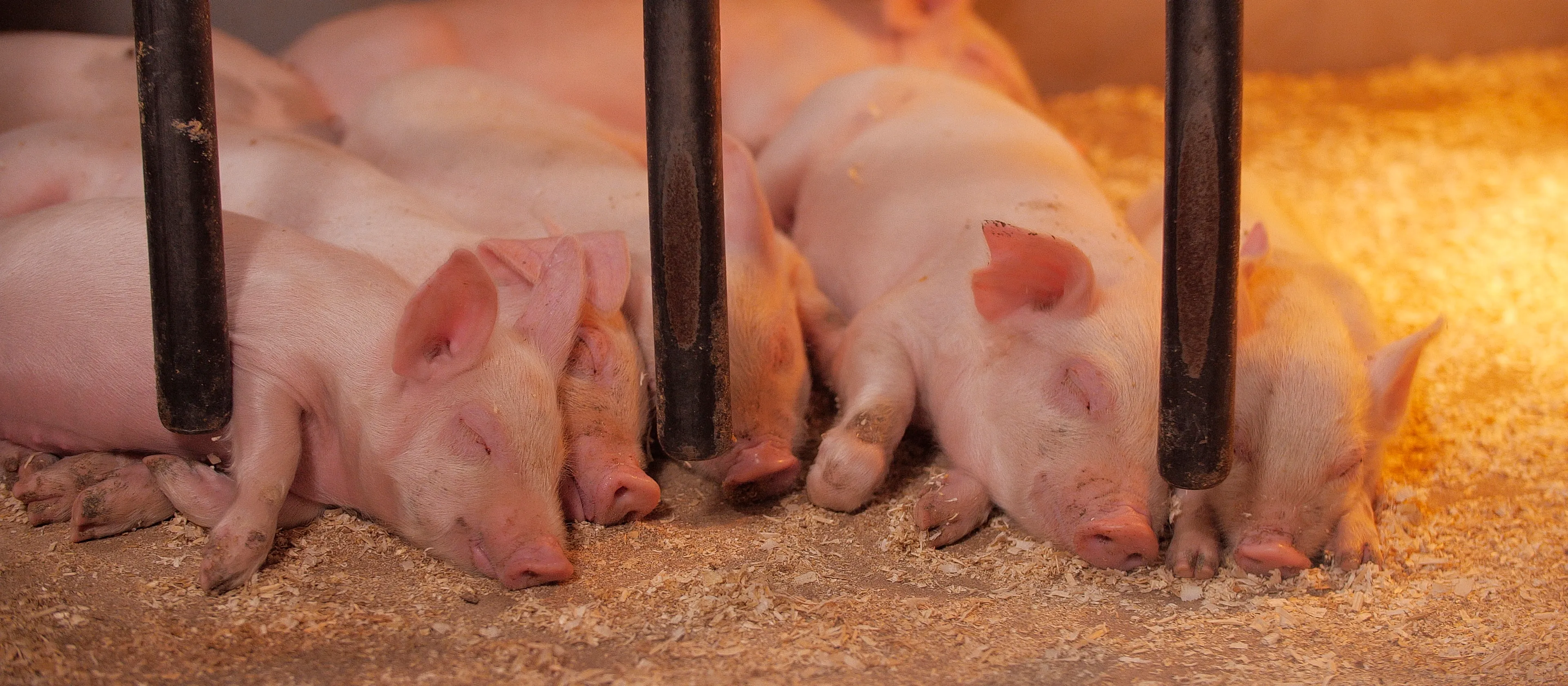 Sikalatyöntekijä Figenille