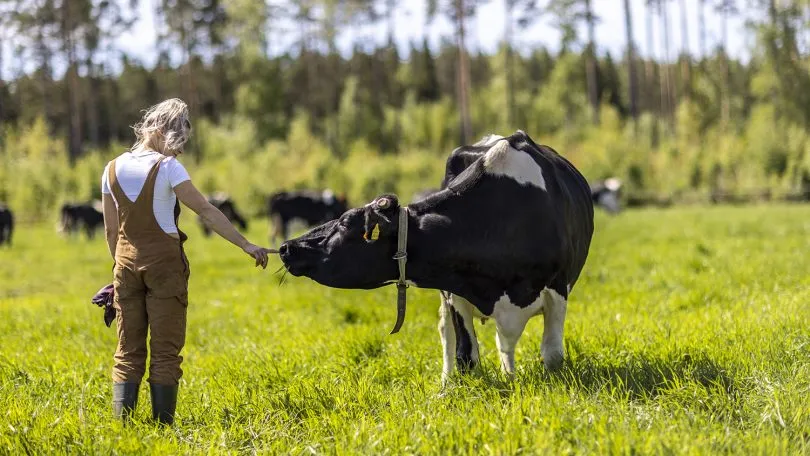 Kaisa Honkaharju laitumella lehmän kanssa.